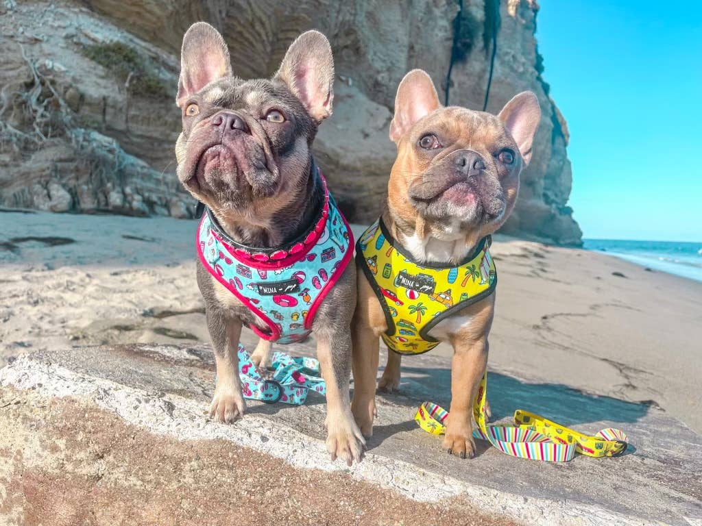 Dog Adjustable Harness