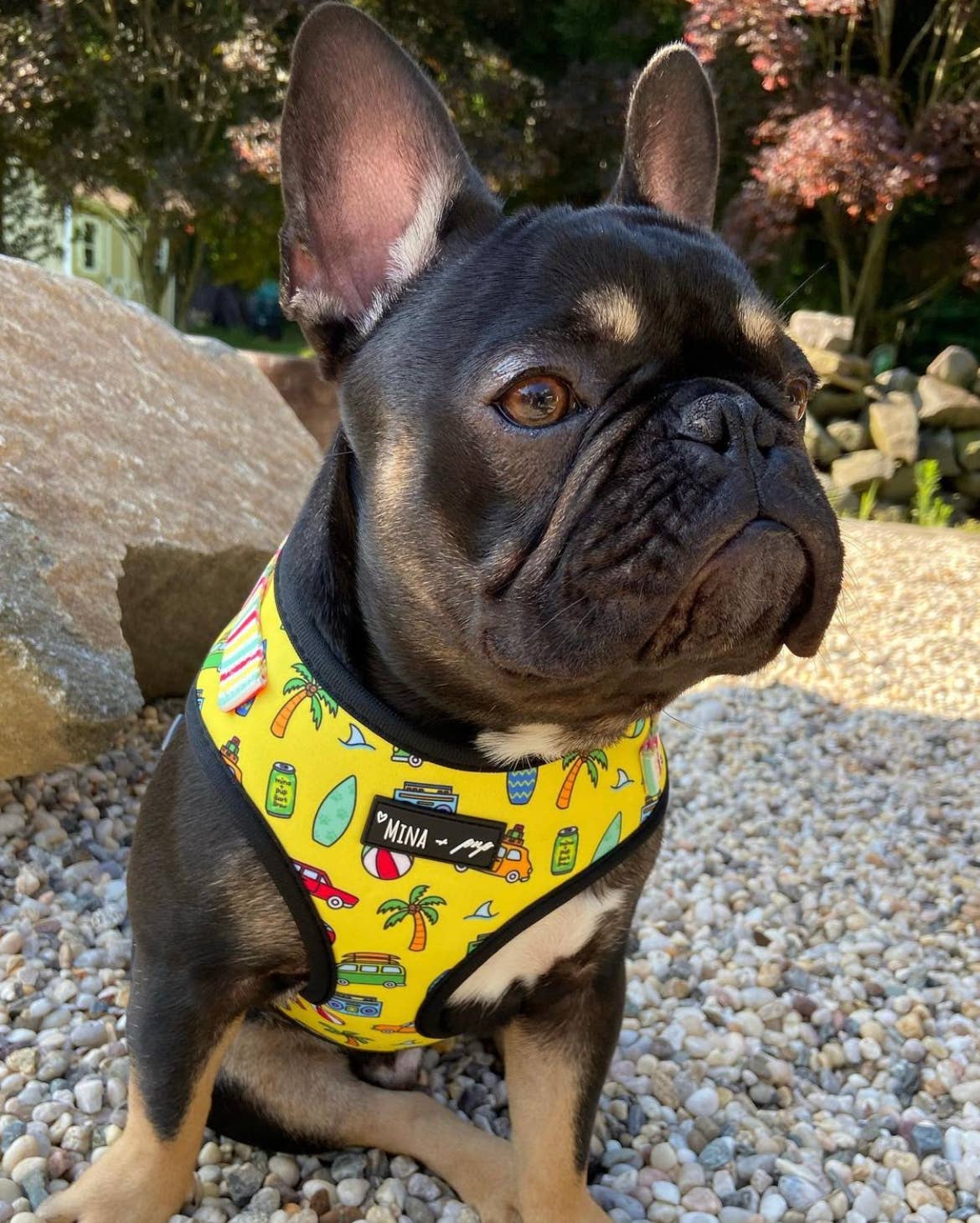 The Beach Bum Adjustable Dog Harness