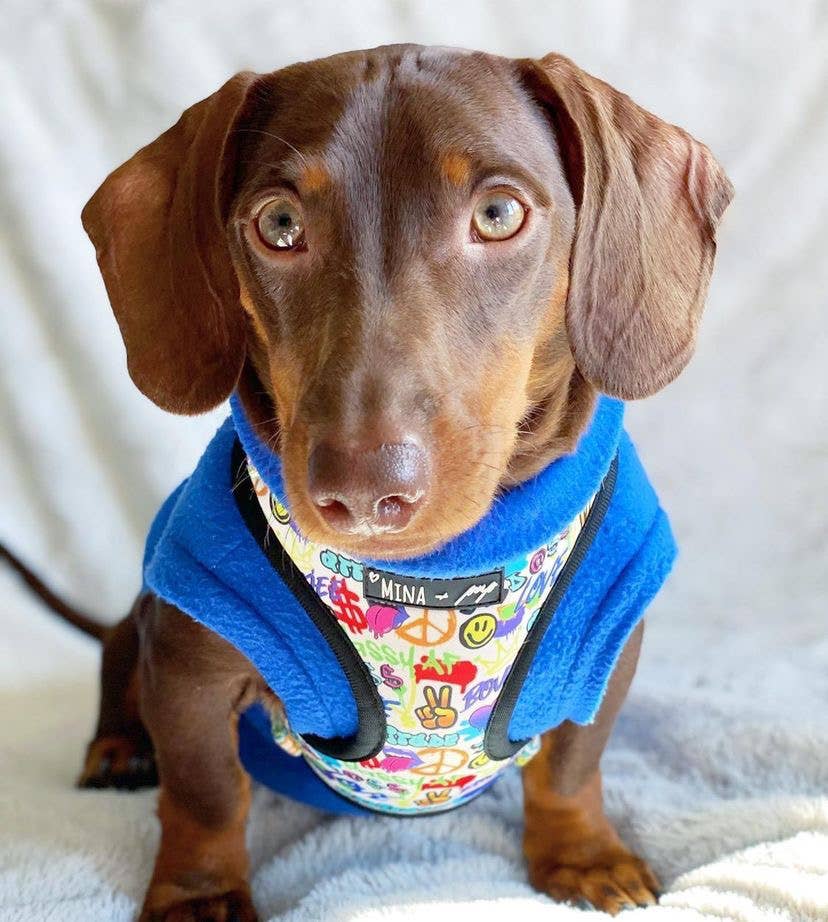 Colorful Graffiti Edition Adjustable Dog Harness