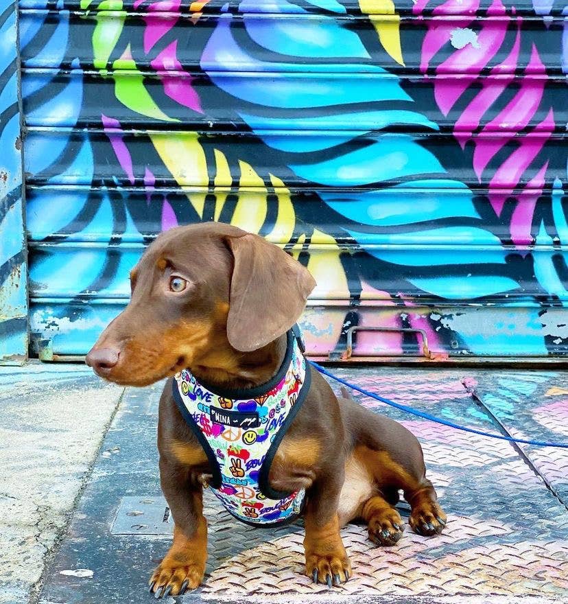 Colorful Graffiti Edition Adjustable Dog Harness