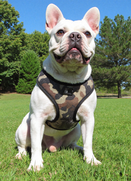 American River Choke Free Dog Harness- Camouflage Collection