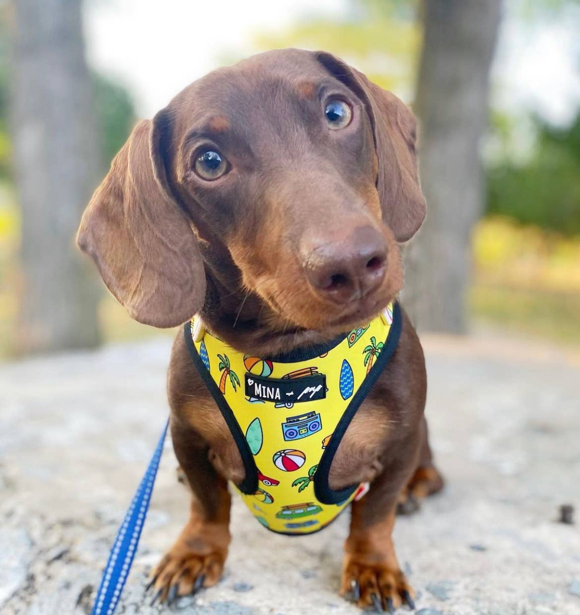 The Beach Bum Adjustable Dog Harness