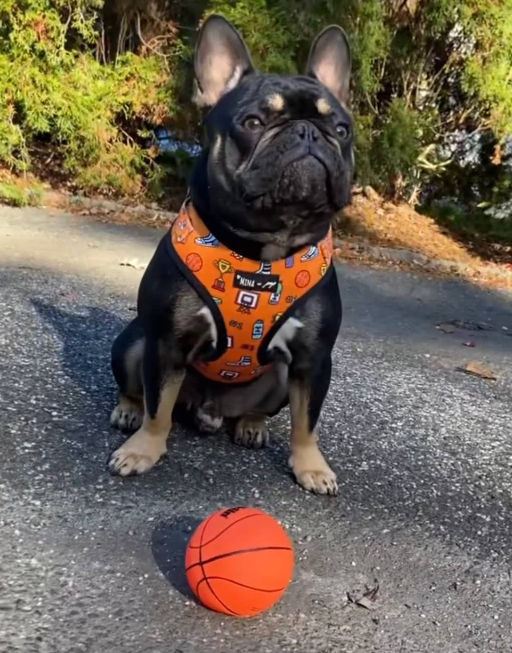 Sports Adjustable Dog Harness