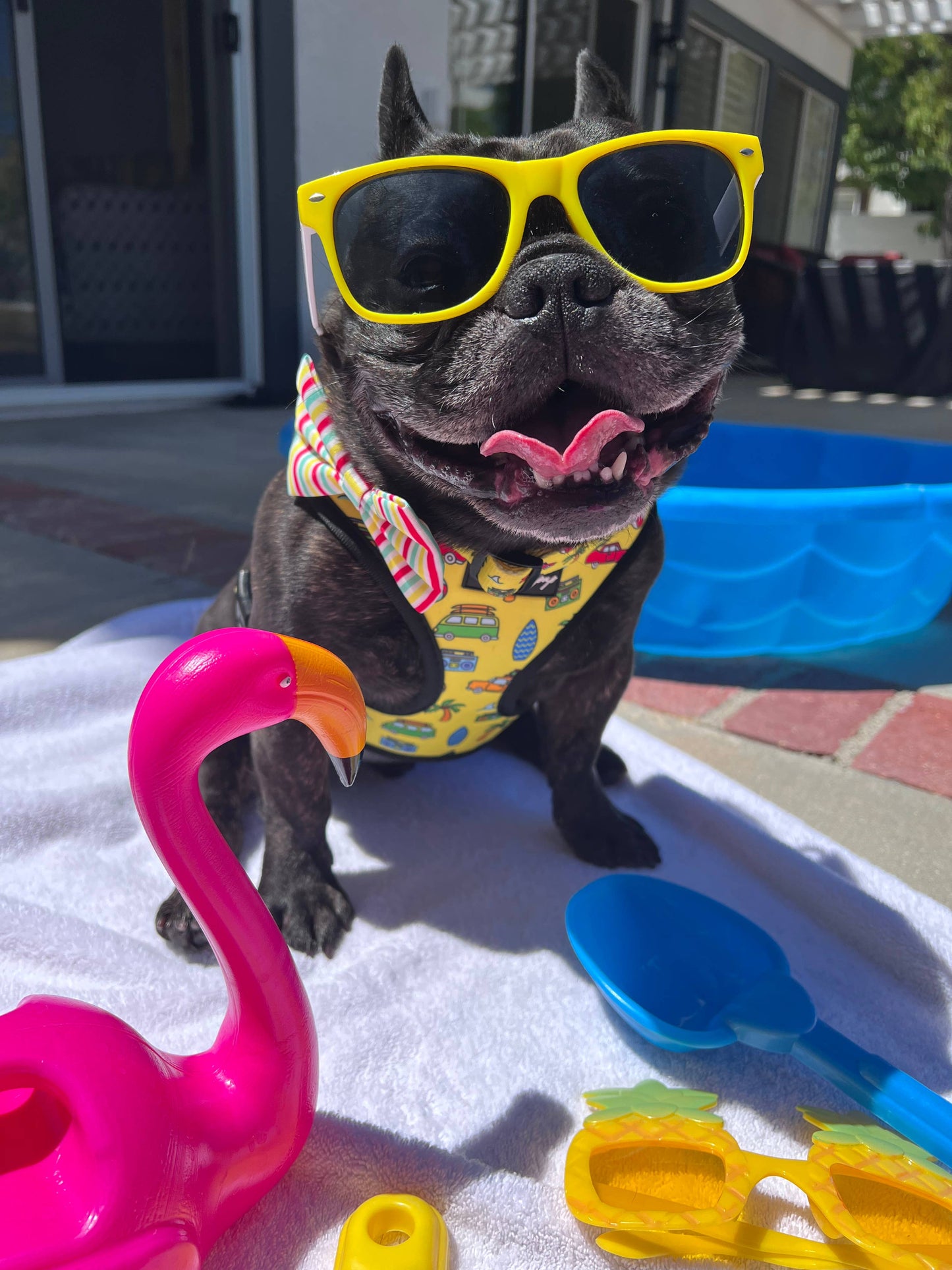 Beach Bum Comfort Collar