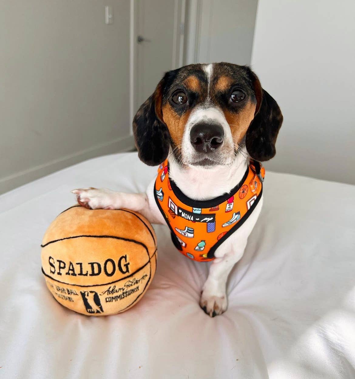 Sports Adjustable Dog Harness
