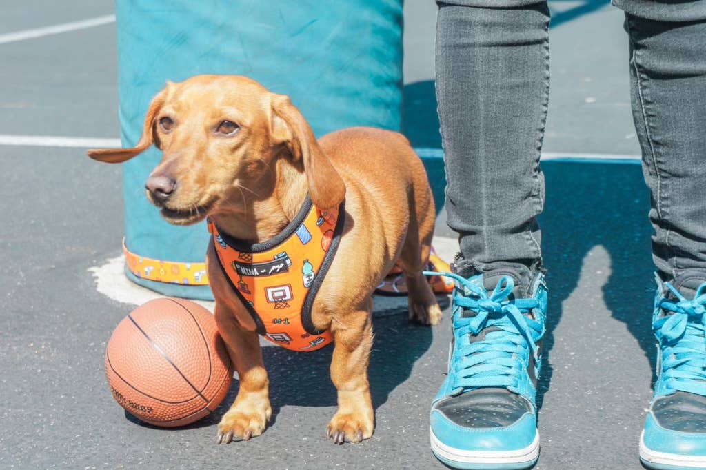 Sports Adjustable Dog Harness
