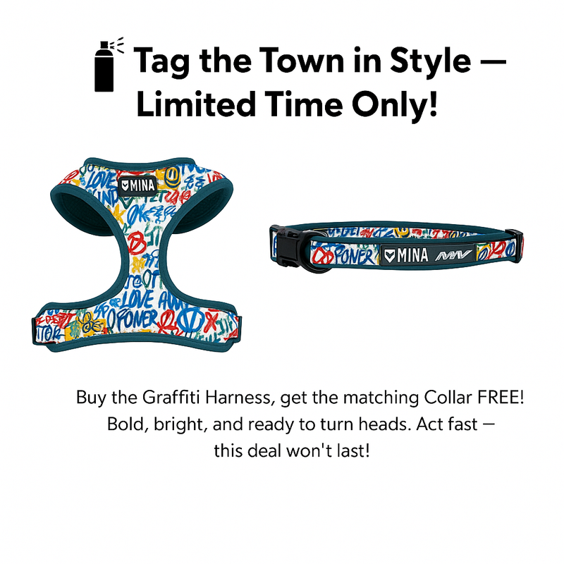 Graffiti Harness & Collar