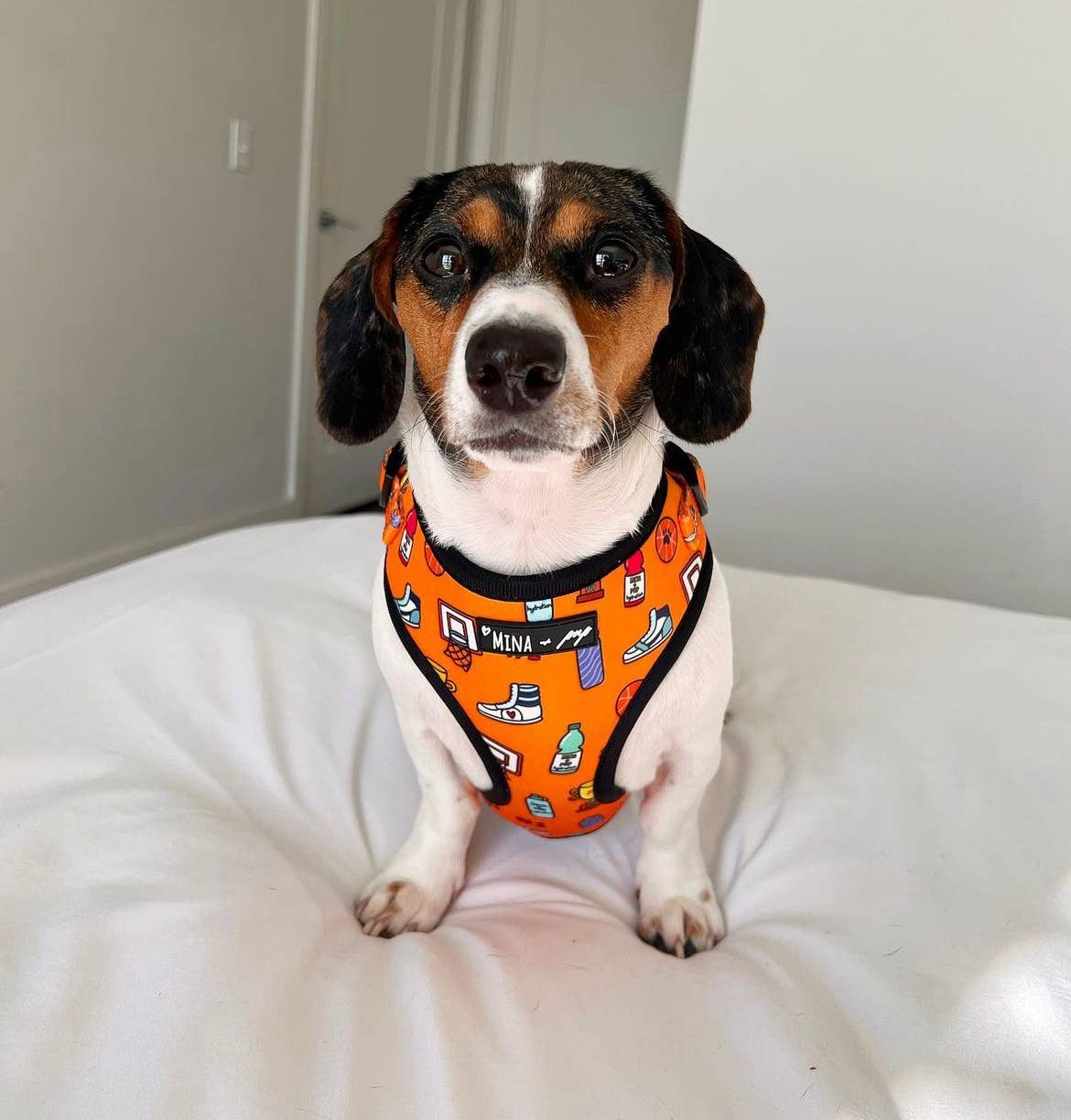 Sports Adjustable Dog Harness