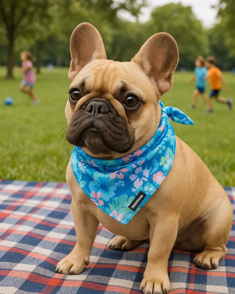 Fawn Frenchie wearing a blue floral cooling bandana at the park