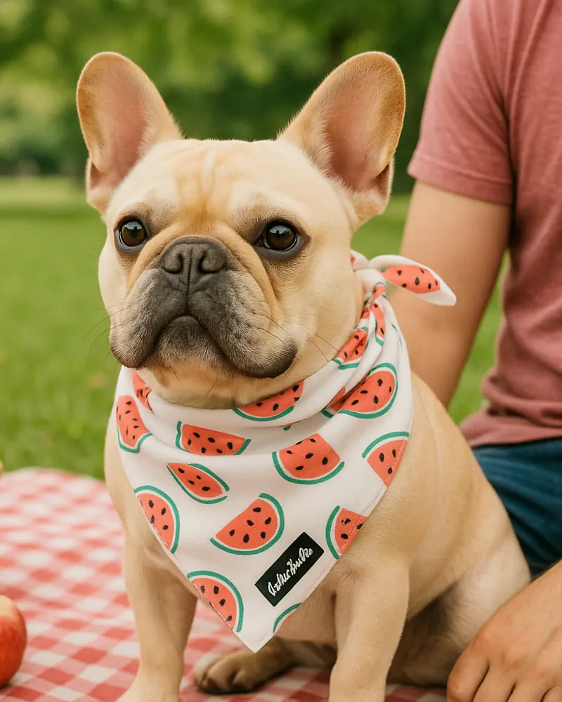 Frenchie wearing a colorful cooling bandana