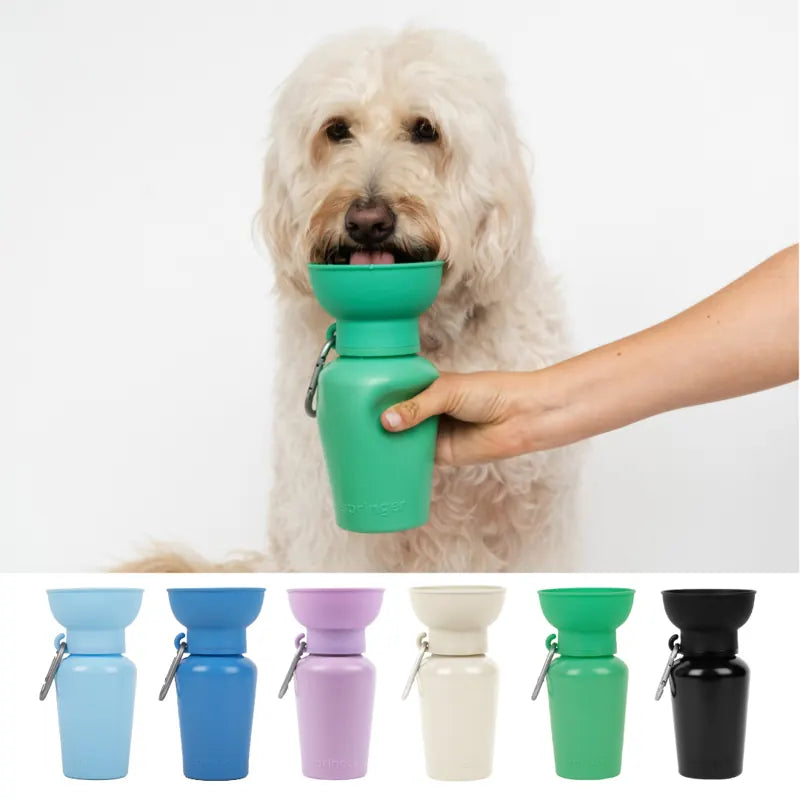 Frenchie drinking from a travel bottle