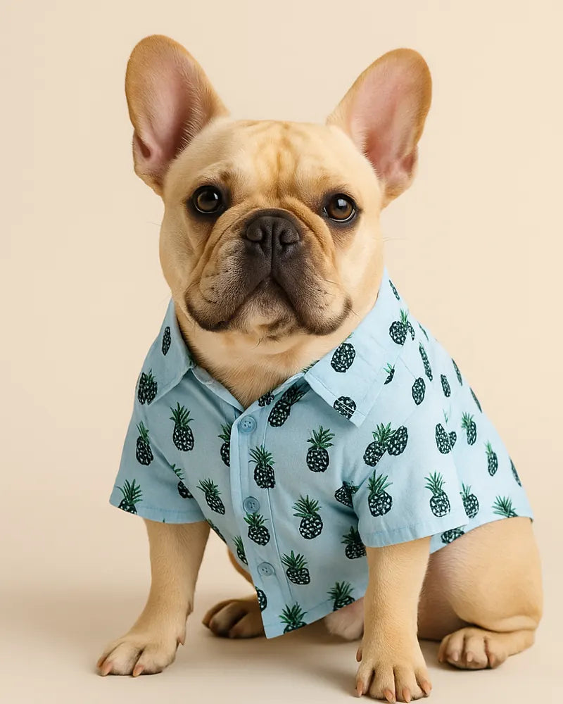 Frenchie wearing a camp shirt
