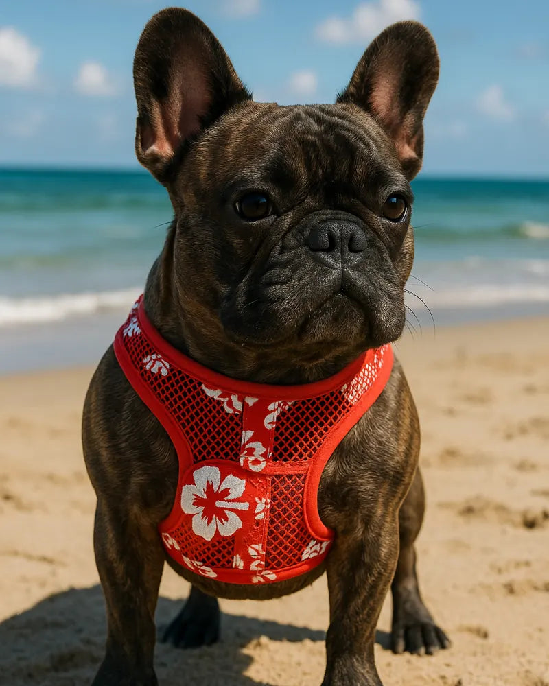 Frenchie in a summer mesh harness at the beach