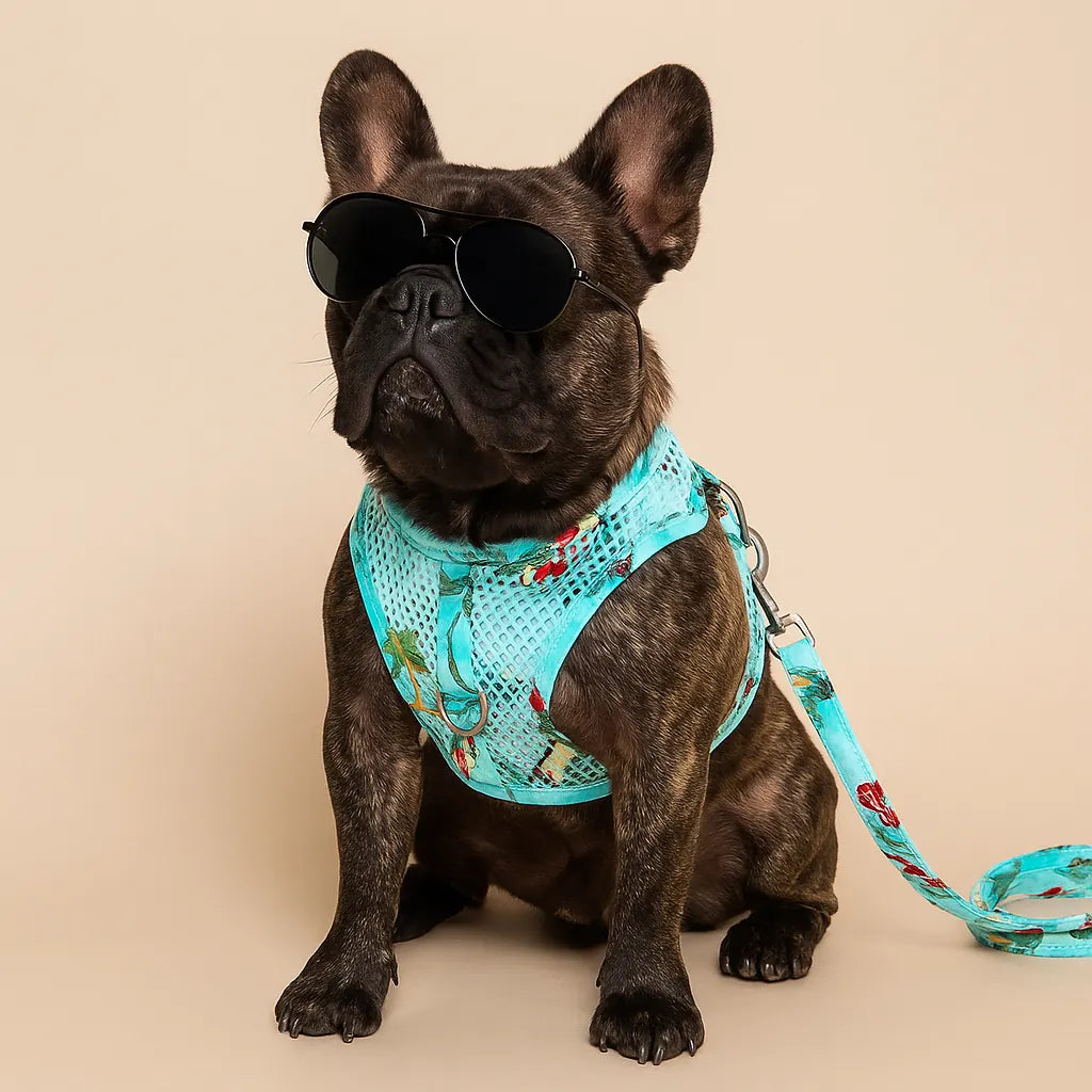 Brindle French bulldog in sunglasses wearing a turquoise cool mesh harness